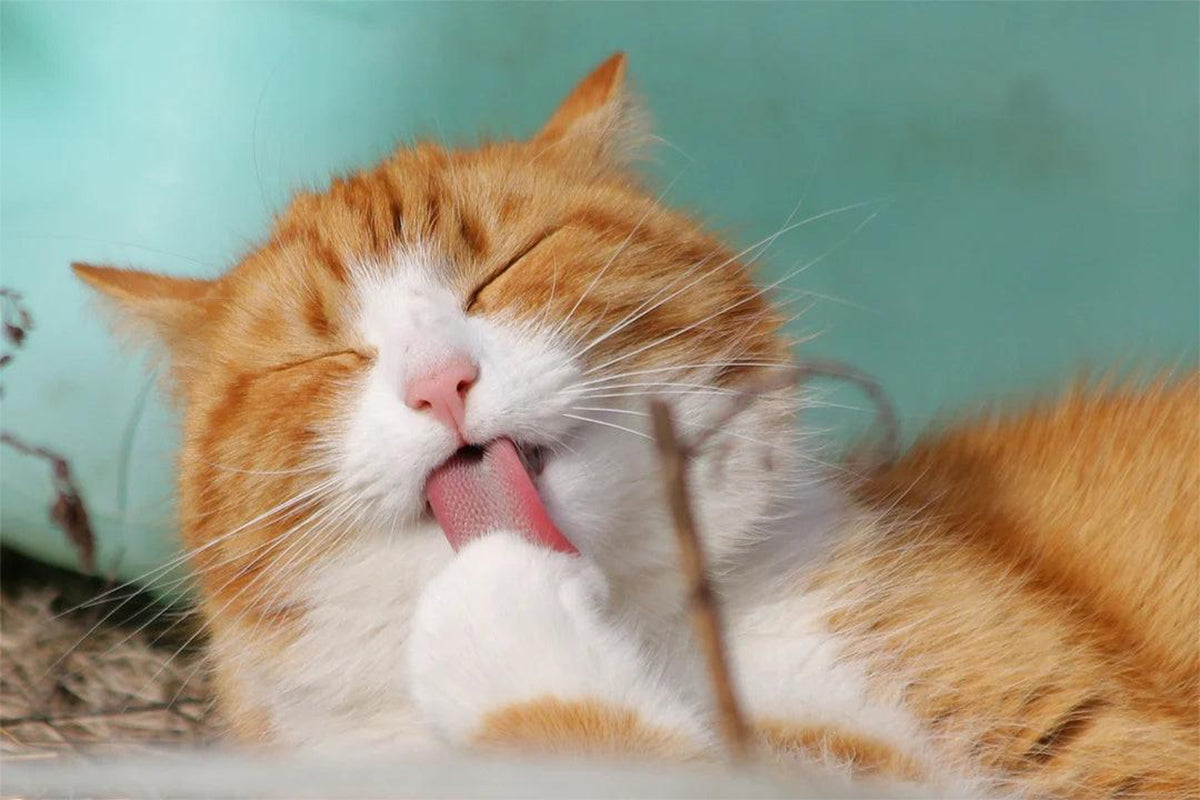 Celebrate Earth Day with TheMiracleBrands: Sustainable Pet Care Initiatives - themiraclebrands.com