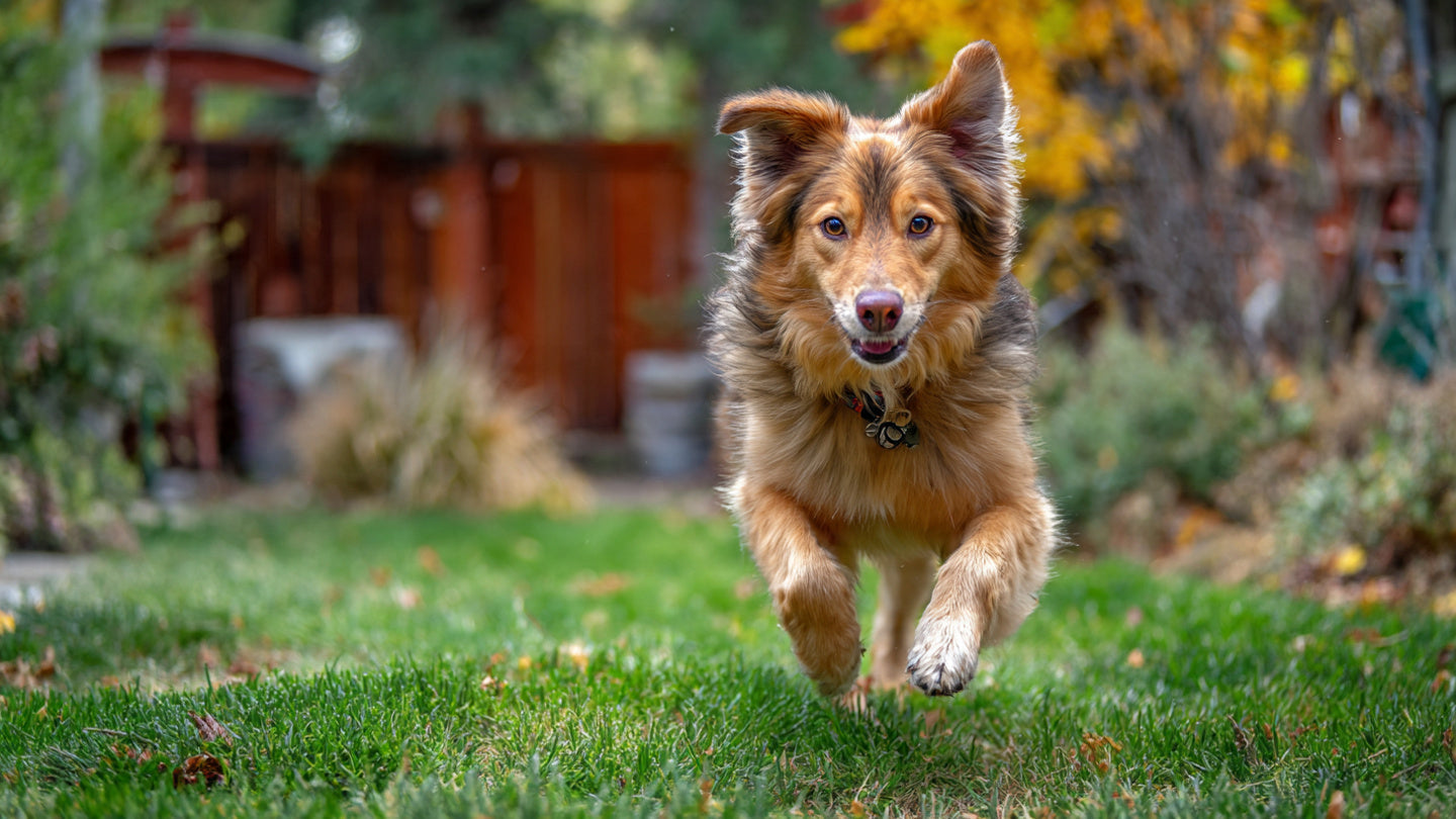 dog running