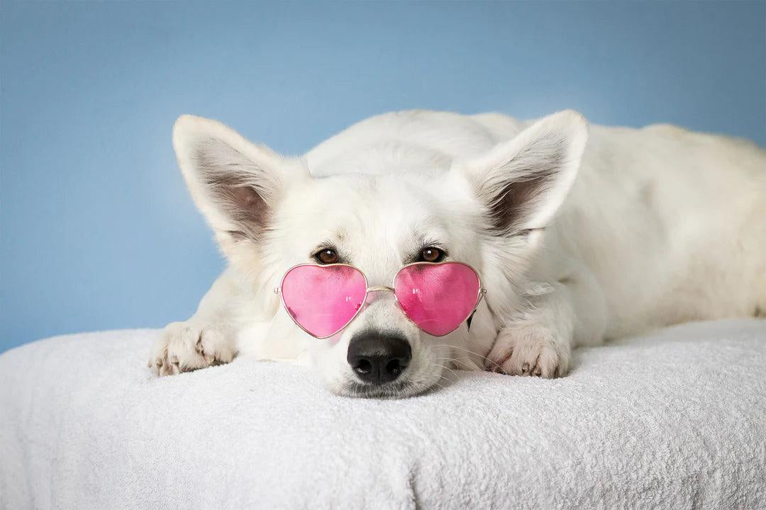 The Miracle Brands Launches 'Pawsitively Healthy' Wellness Series - themiraclebrands.com