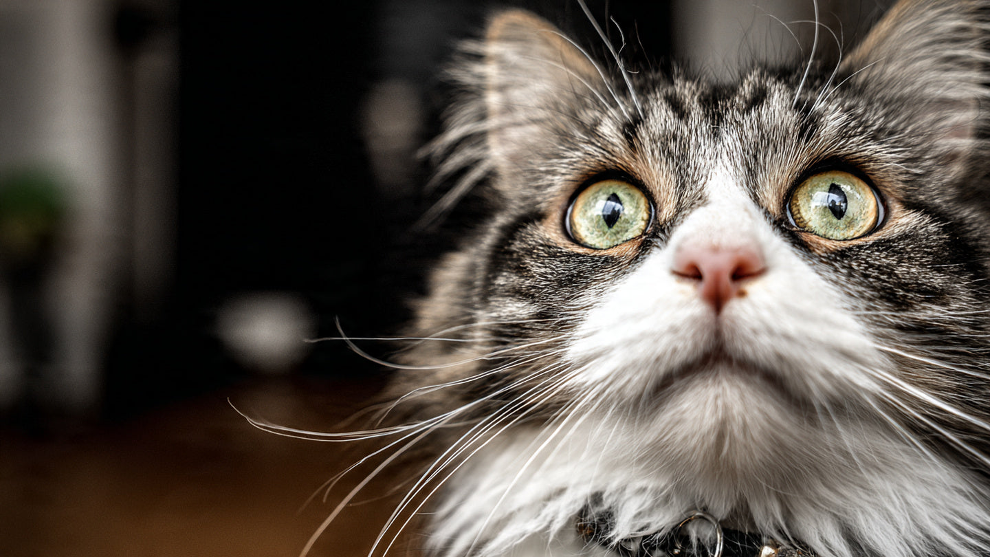 The Hidden Signs Your Pet Is Overstimulated and How to Help