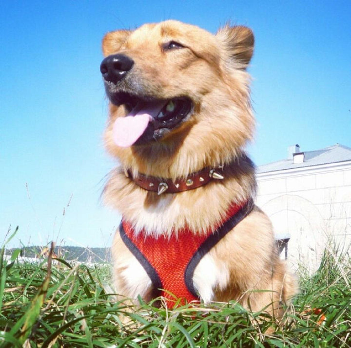 Adjustable Soft Breathable Dog Harness Nylon Mesh Vest - themiraclebrands.com