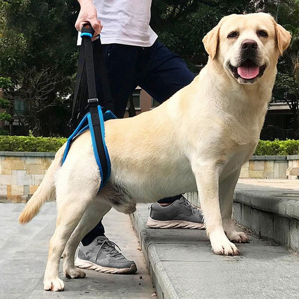 Adjustable Dog Lift Harness | Pet Support Sling - themiraclebrands.com