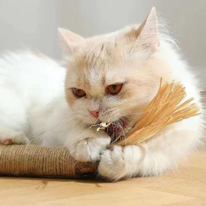 Matatabi Catnip Sticks - themiraclebrands.com