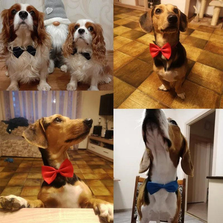 Adjustable Formal Pet Bow Tie Necklace - themiraclebrands.com