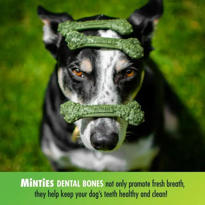 Dental Bone Treats - 20 Ct for Dogs 40+ lbs - themiraclebrands.com