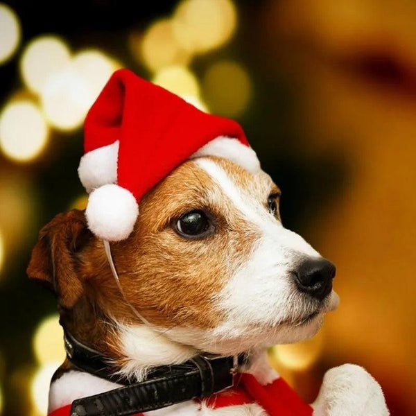 Festive Santa Claus Pet Hat - themiraclebrands.com