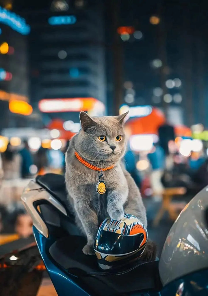 Full Face Pet Motorcycle Helmet - themiraclebrands.com