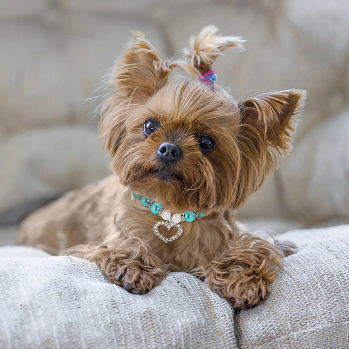 Pearls and Diamonds Pet Collar - themiraclebrands.com