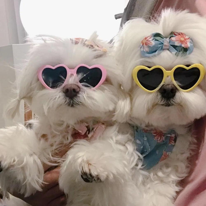 Pet Sunglasses Cat Dog Accessories - themiraclebrands.com