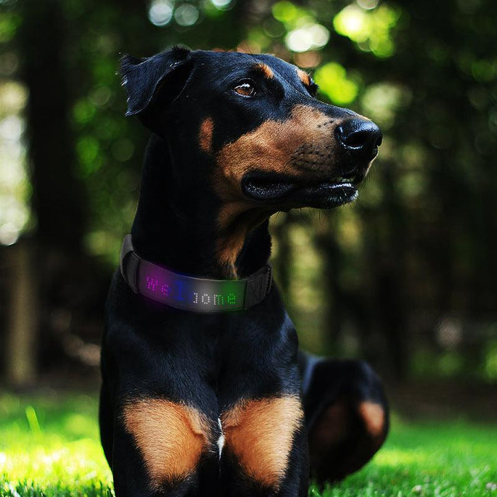 Smart Paws LED Dog Collar - themiraclebrands.com