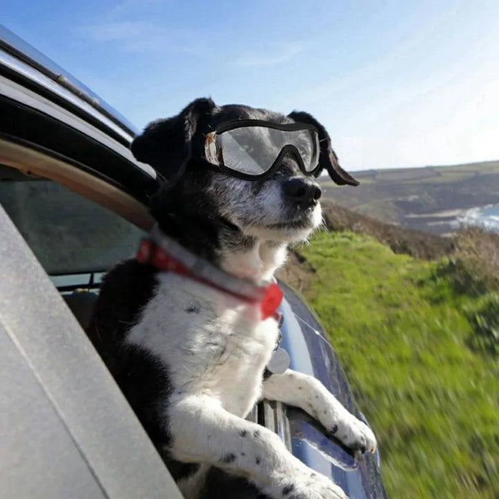 Stylish UV Protection Pet Goggles - themiraclebrands.com