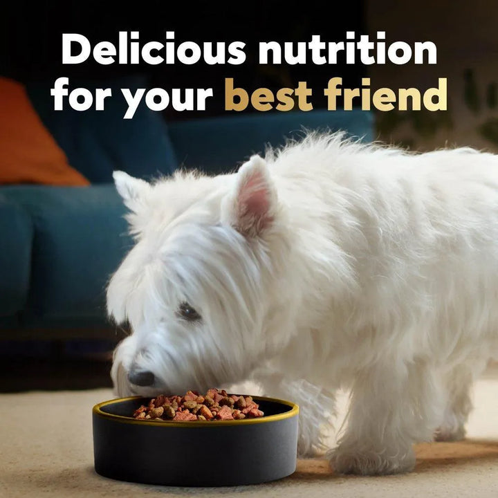 Small Breed Filet Mignon Flavor Dog Food 5 Lb - themiraclebrands.com